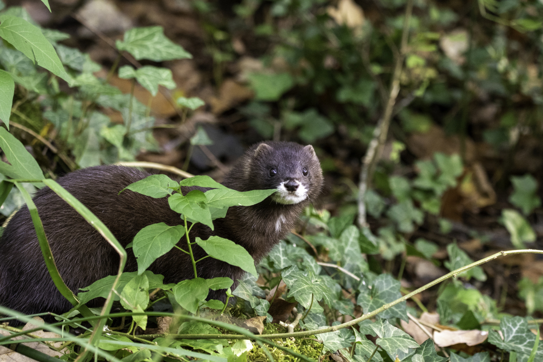 Vison d'Europe dans son milieu naturel